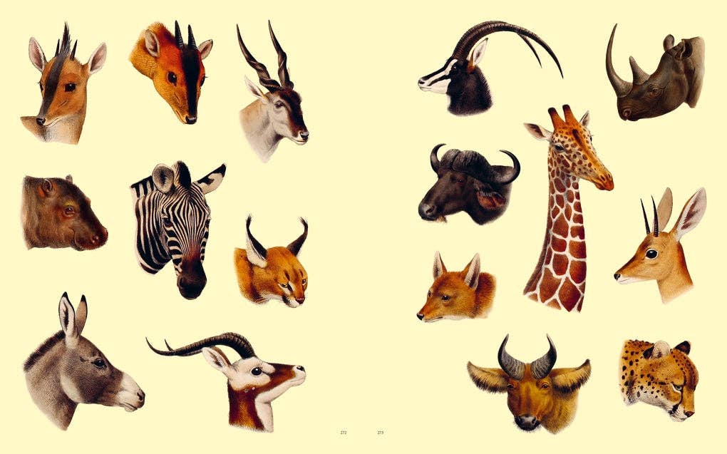 Extraordinary Things Sticker Book by Maria Rivans (Hardback)