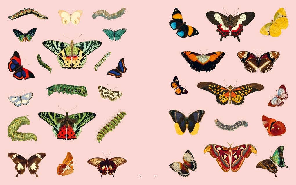 Extraordinary Things Sticker Book by Maria Rivans (Hardback)