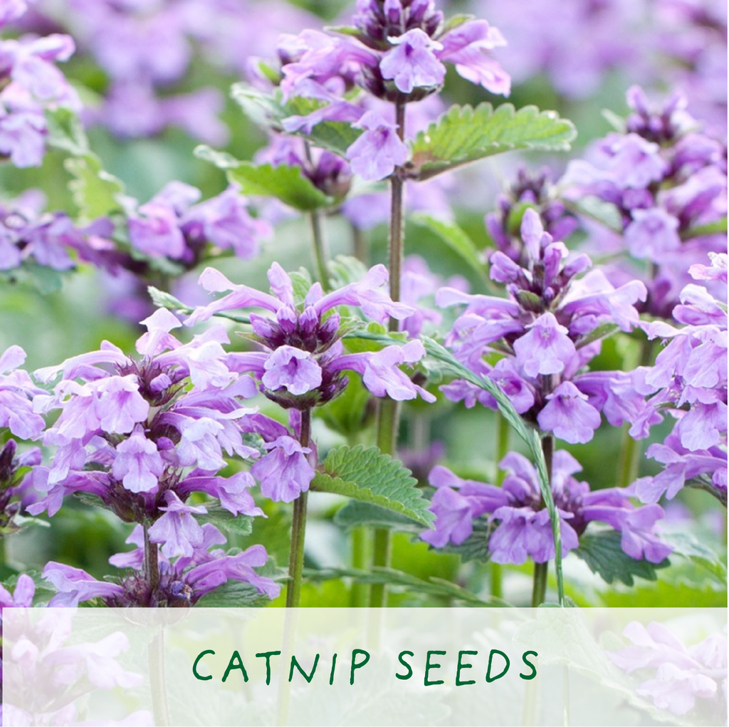 Grow Cat Treats - Mini-Grow-Kit